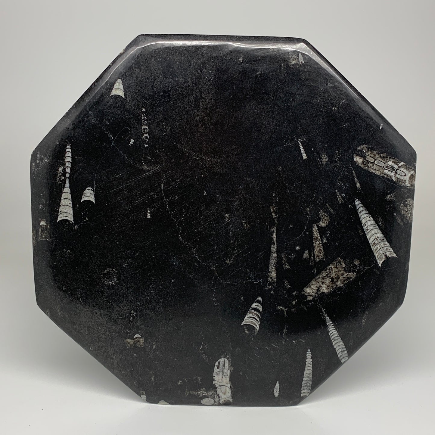 2pcs, 12" Large Octagon Shape Black Fossils Orthoceras Plates @Morocco, B8324