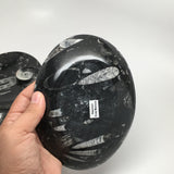 4pcs Lot Oval Black Orthoceras Fossils Small Bowls @Morocco,6.5" x4.8", FPS14 - watangem.com