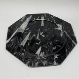 2pcs, 12" Large Octagon Shape Black Fossils Orthoceras Plates @Morocco, B8325