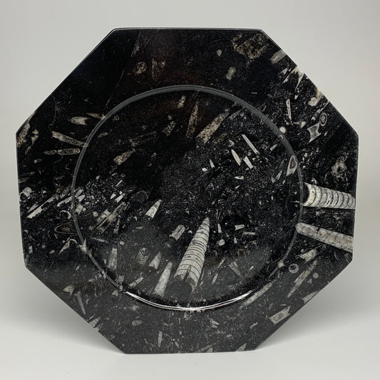 2pcs, 12" Large Octagon Shape Black Fossils Orthoceras Plates @Morocco, B8326