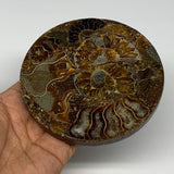 223.9g, 4.4"x0.4", Ammonite coaster fossils made round disc @Madagascad, B15004
