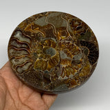 223.9g, 4.4"x0.4", Ammonite coaster fossils made round disc @Madagascad, B15004