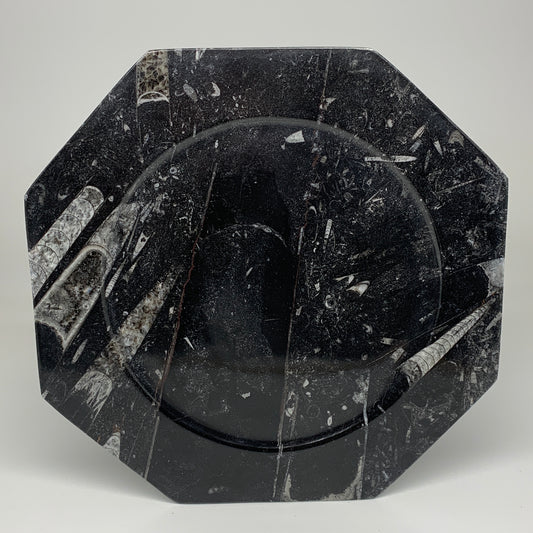 2pcs, 12" Large Octagon Shape Black Fossils Orthoceras Plates @Morocco, B8327