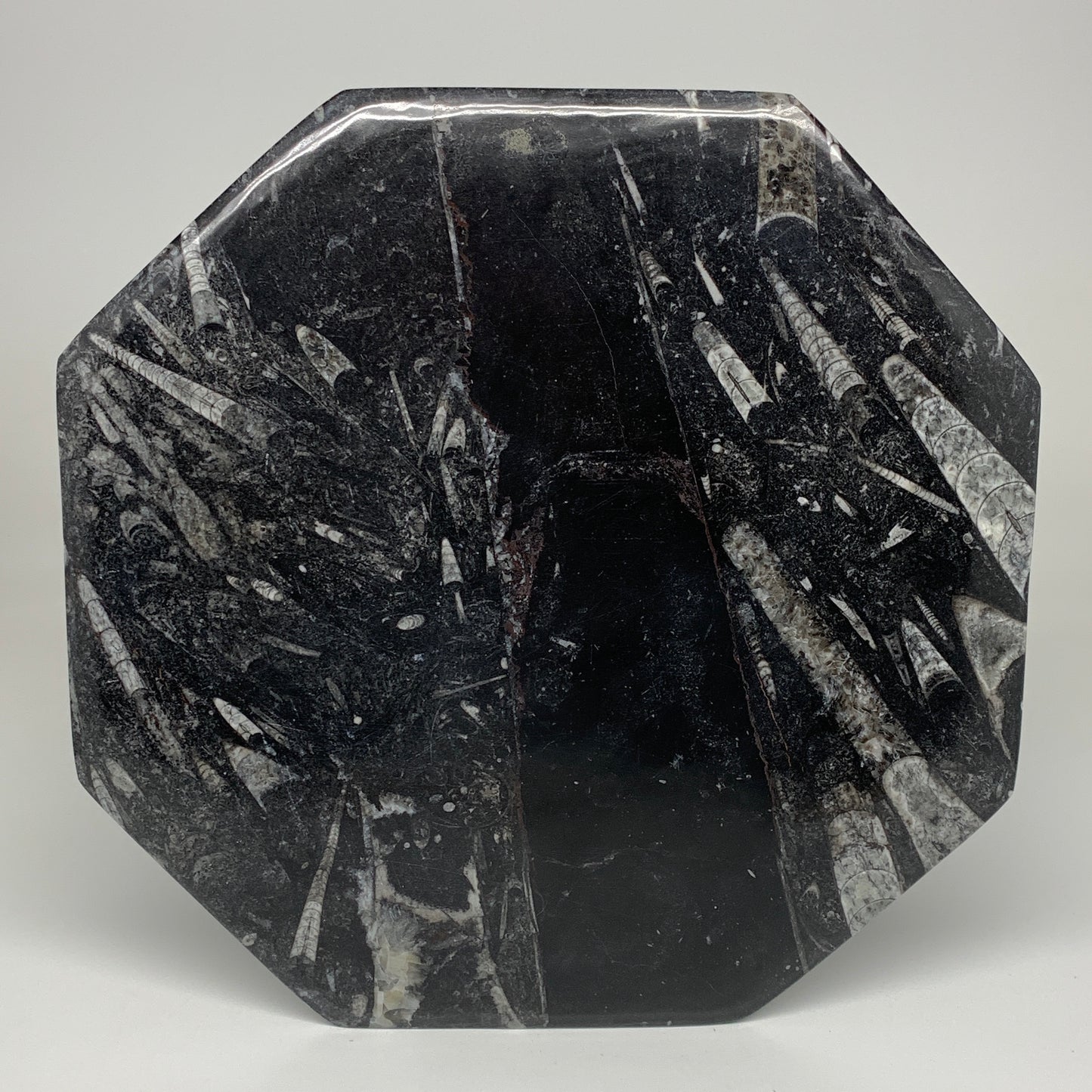 2pcs, 12" Large Octagon Shape Black Fossils Orthoceras Plates @Morocco, B8327