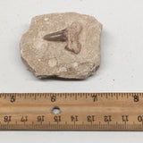 60.2g,2.1"X1.9"x0.9"Otodus Fossil Shark Tooth Mounted on Matrix @Morocco,MF1961