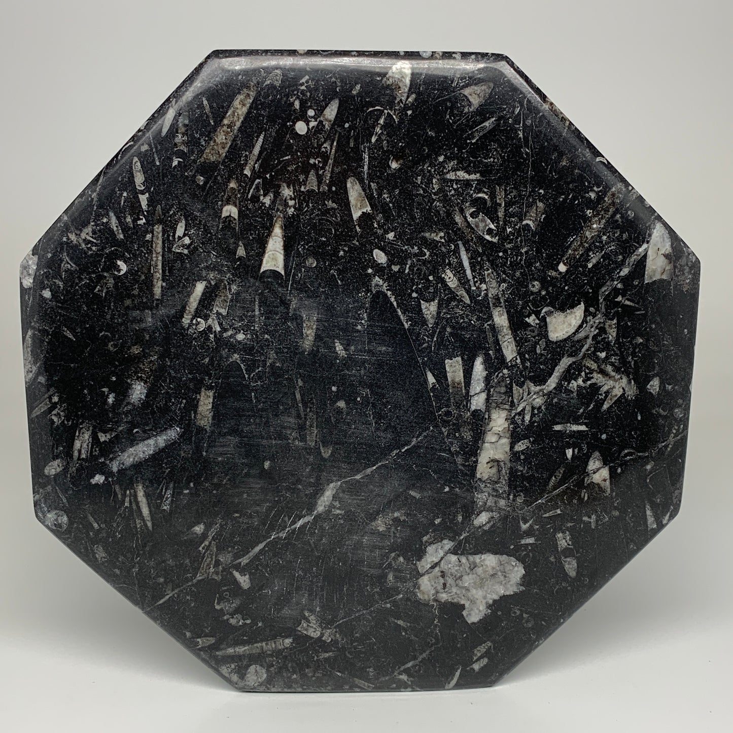 2pcs, 12" Large Octagon Shape Black Fossils Orthoceras Plates @Morocco, B8327