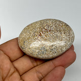 60.4g,2.2"x1.7"x0.8", Small Dinosaur Bones Palm-Stone from Morocco, B20490