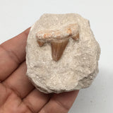 83.7g,2.3"X2"x1.3"Otodus Fossil Shark Tooth Mounted on Matrix @Morocco,MF1962