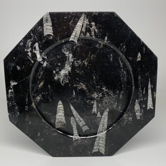 2pcs, 12" Large Octagon Shape Black Fossils Orthoceras Plates @Morocco, B8328