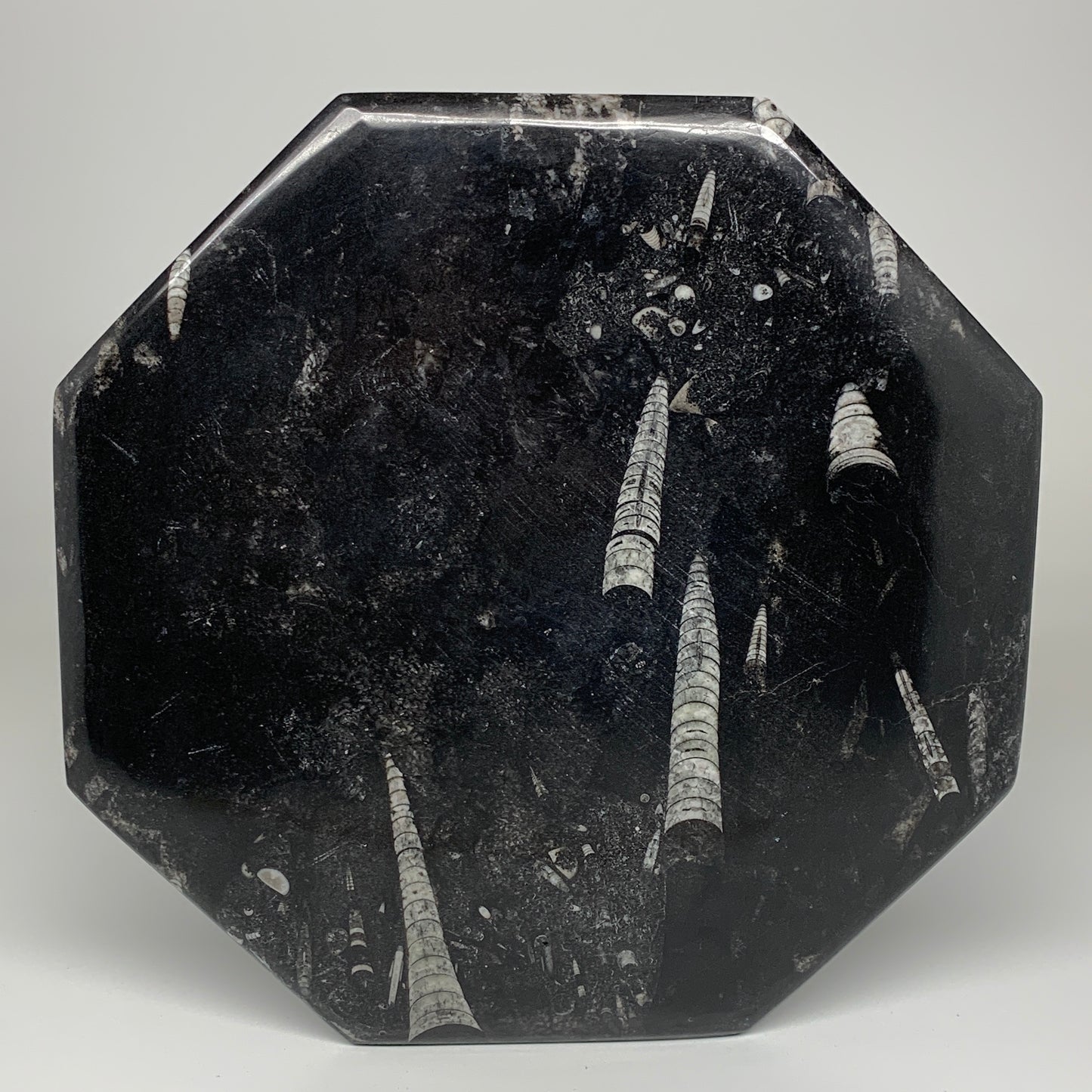 2pcs, 12" Large Octagon Shape Black Fossils Orthoceras Plates @Morocco, B8328