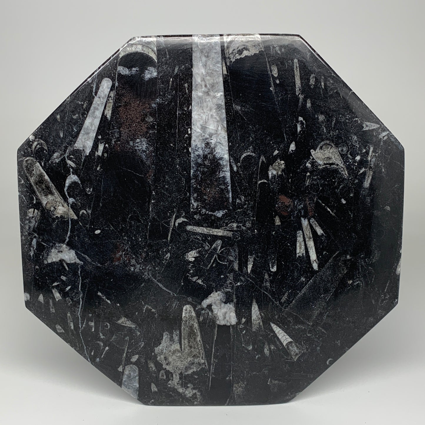 2pcs, 12" Large Octagon Shape Black Fossils Orthoceras Plates @Morocco, B8328