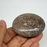 54.9g,2.2"x1.7"x0.7", Small Dinosaur Bones Palm-Stone from Morocco, B20491