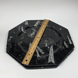 2pcs, 12" Large Octagon Shape Black Fossils Orthoceras Plates @Morocco, B8328