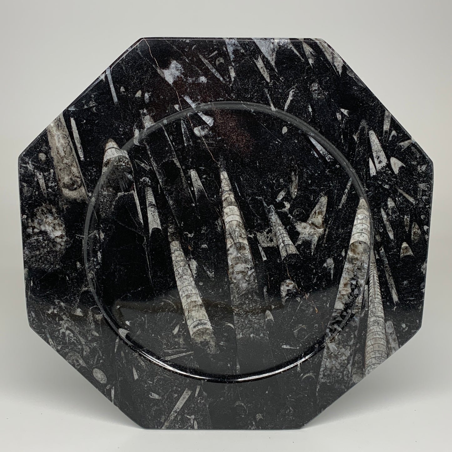 2pcs, 12" Large Octagon Shape Black Fossils Orthoceras Plates @Morocco, B8330