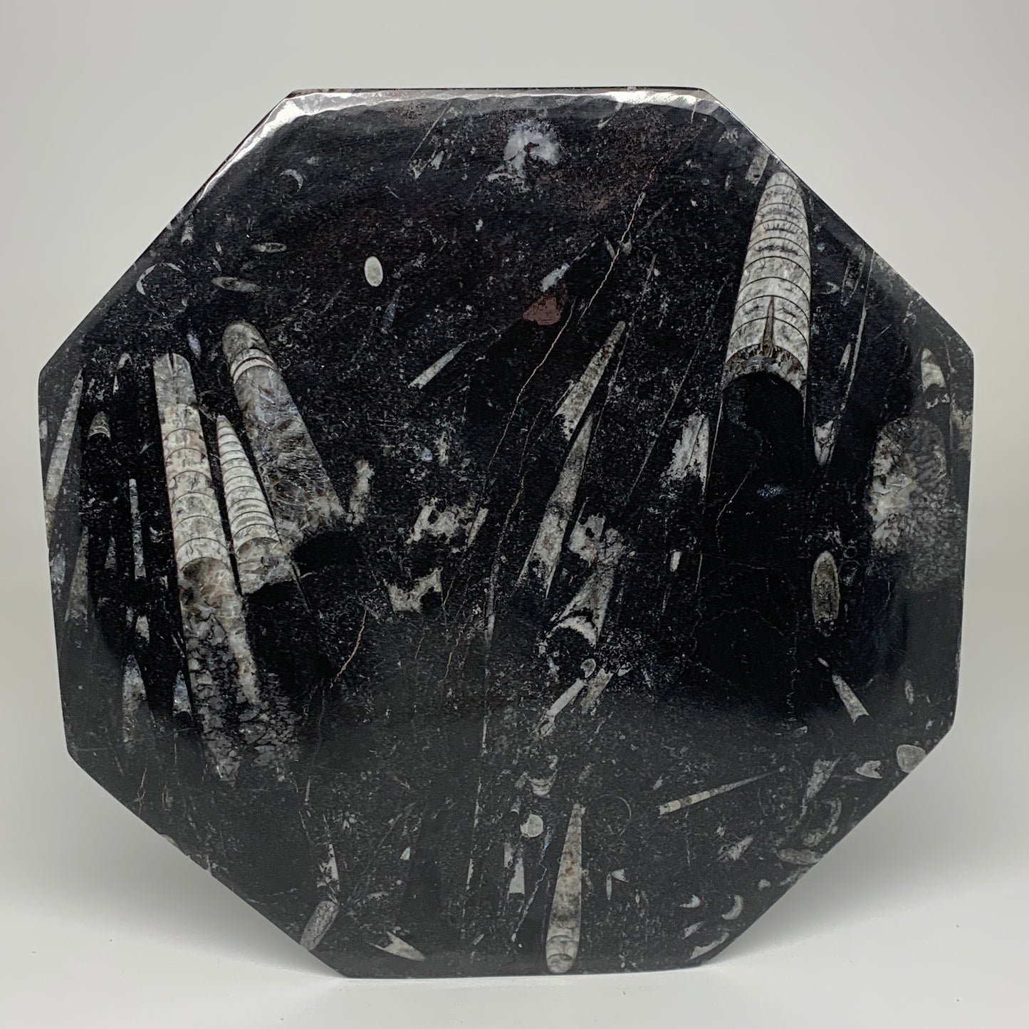 2pcs, 12" Large Octagon Shape Black Fossils Orthoceras Plates @Morocco, B8330