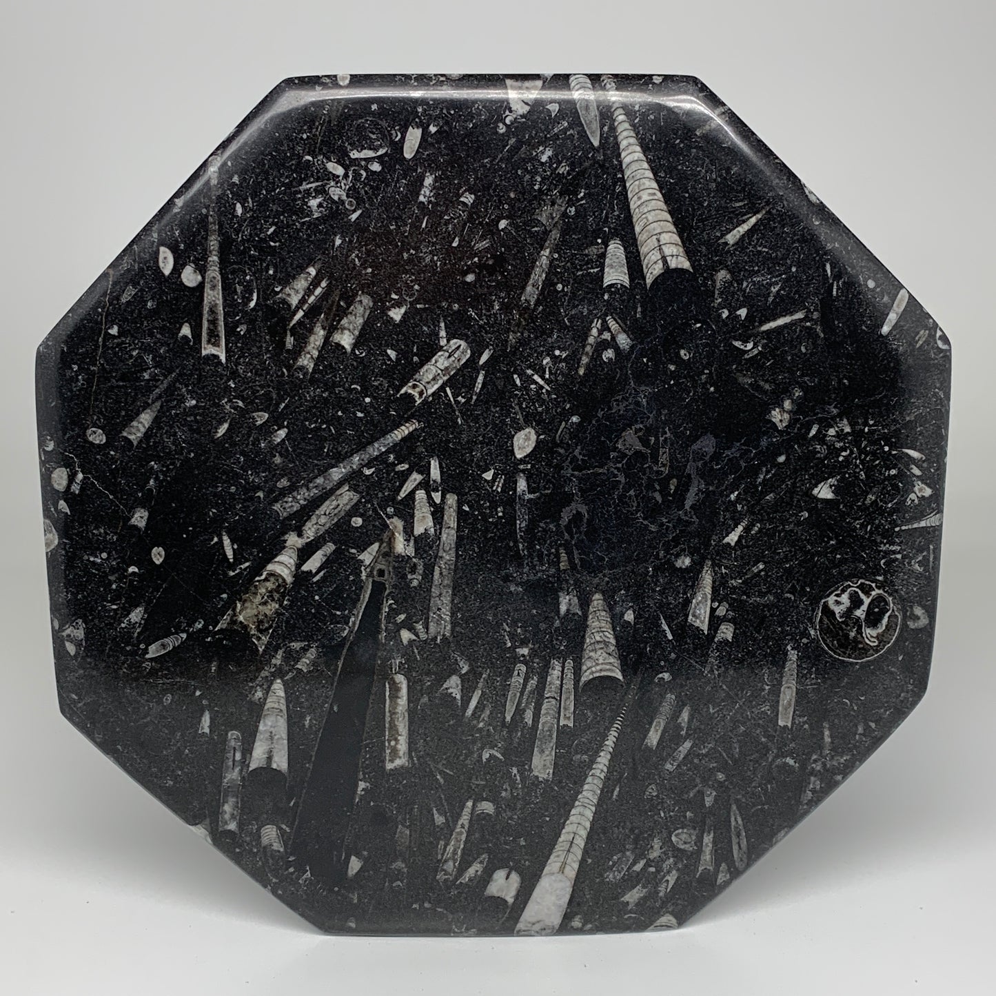 2pcs, 12" Large Octagon Shape Black Fossils Orthoceras Plates @Morocco, B8330