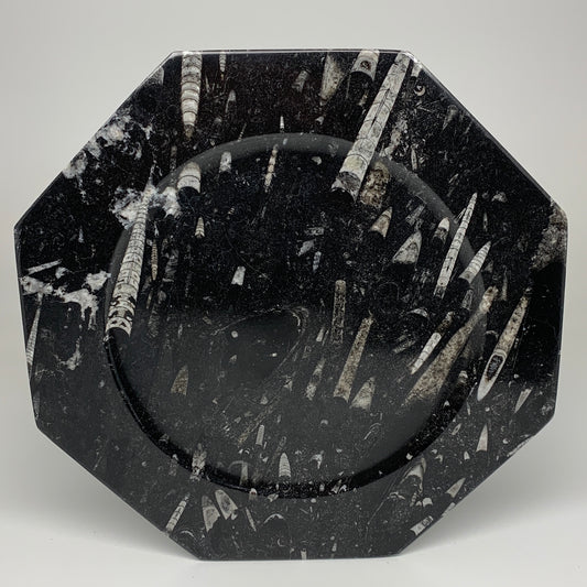 2pcs, 12" Large Octagon Shape Black Fossils Orthoceras Plates @Morocco, B8331