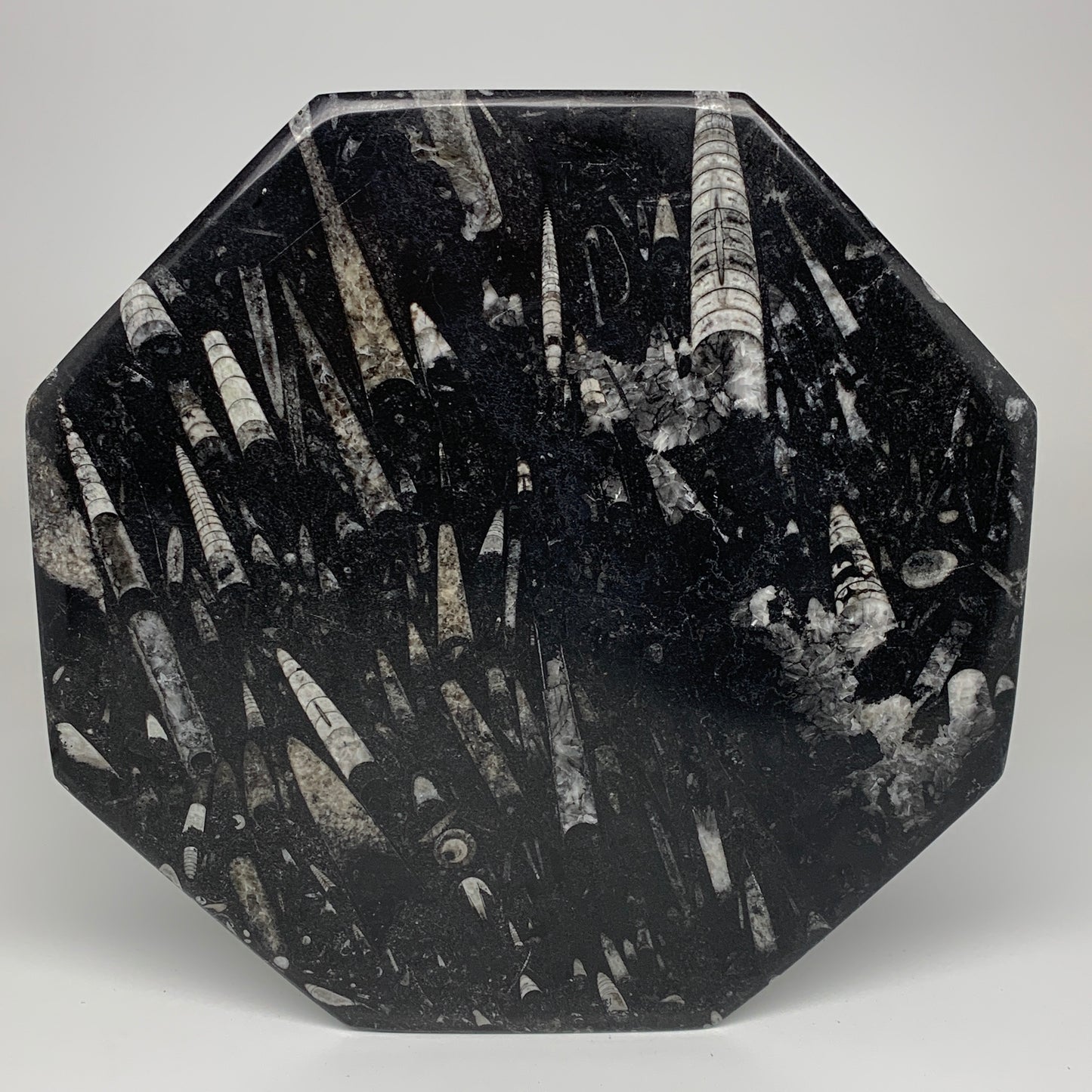 2pcs, 12" Large Octagon Shape Black Fossils Orthoceras Plates @Morocco, B8331