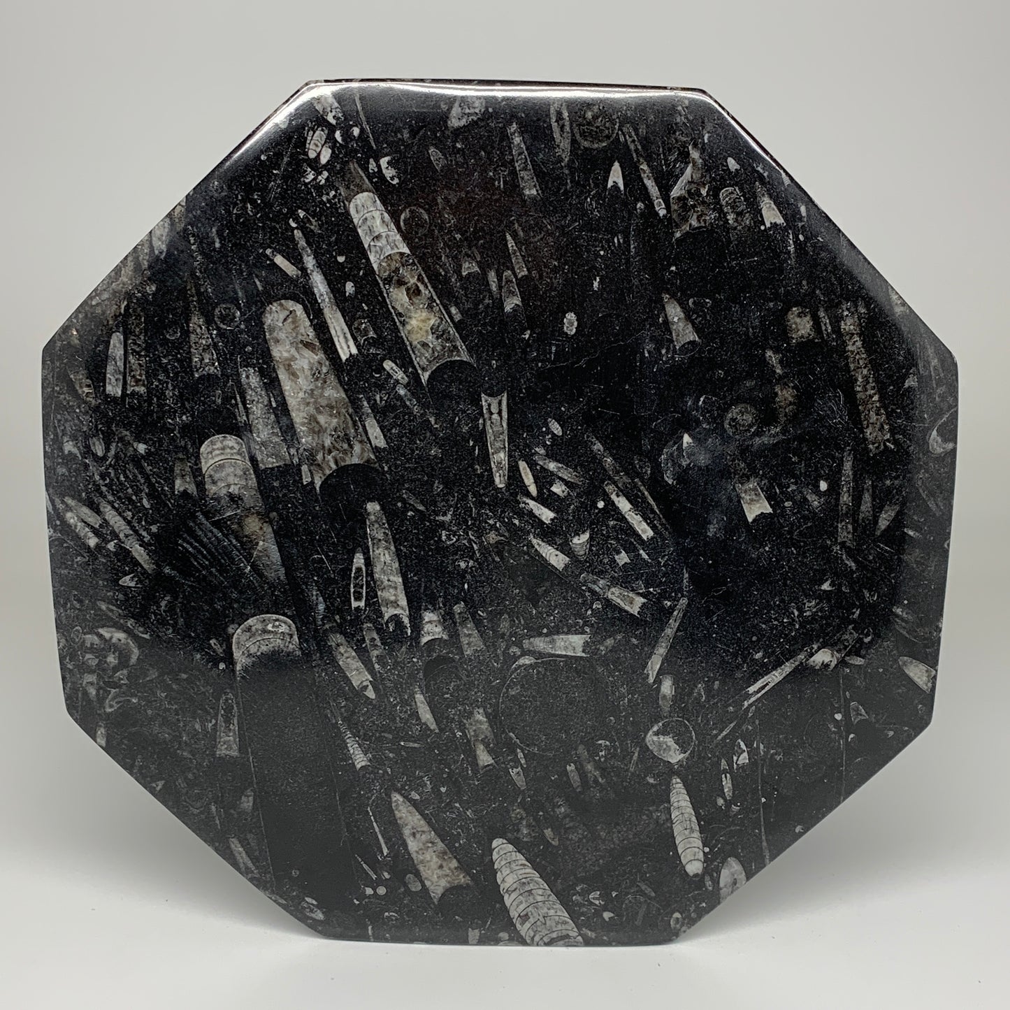 2pcs, 12" Large Octagon Shape Black Fossils Orthoceras Plates @Morocco, B8331