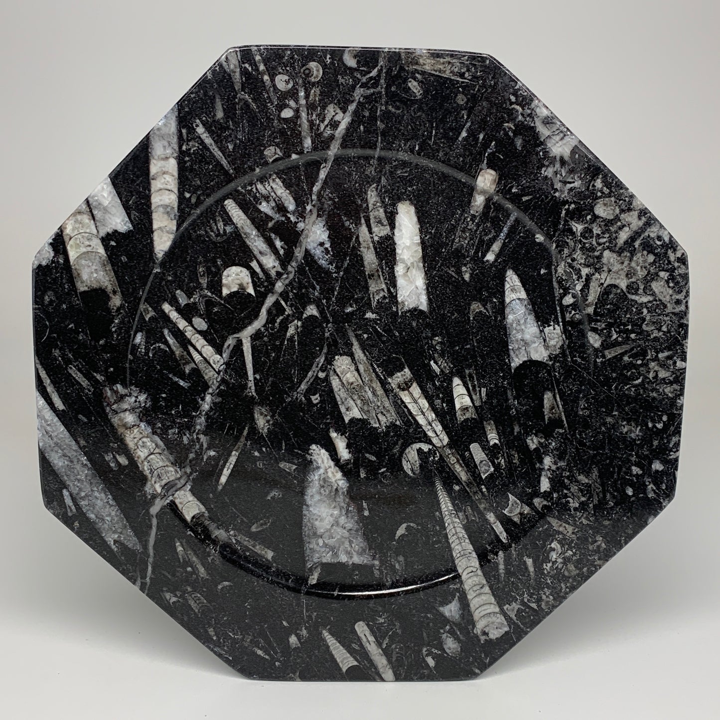 2pcs, 12" Large Octagon Shape Black Fossils Orthoceras Plates @Morocco, B8332