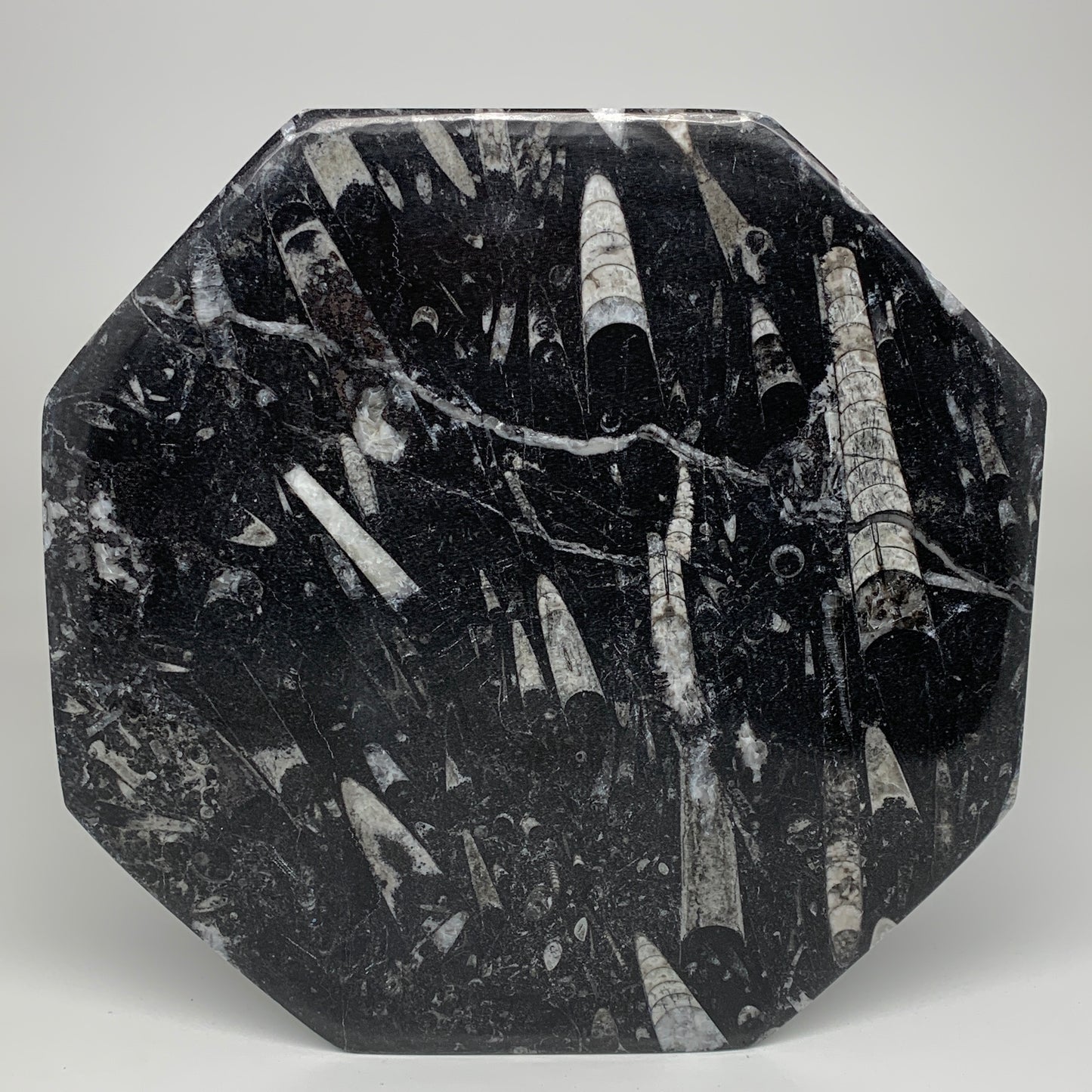 2pcs, 12" Large Octagon Shape Black Fossils Orthoceras Plates @Morocco, B8332