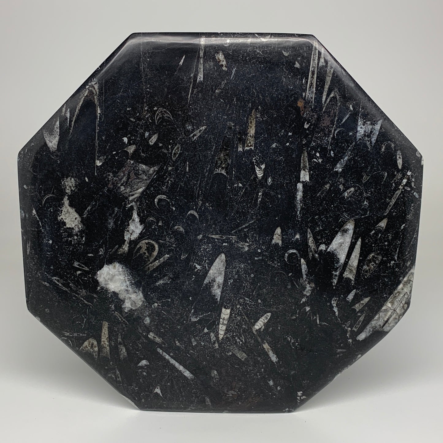 2pcs, 12" Large Octagon Shape Black Fossils Orthoceras Plates @Morocco, B8332