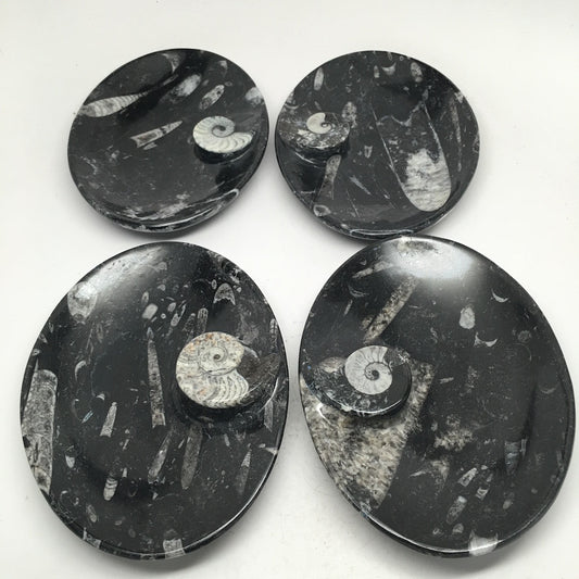 4pcs Lot Oval Black Orthoceras Fossils Small Bowls @Morocco,6.5" x4.8", FPS22 - watangem.com