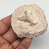 85.5g,2.3"X2.1"x1.1"Otodus Fossil Shark Tooth Mounted on Matrix @Morocco,MF1970