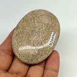 69.9g,2.5"x1.8"x0.7", Small Dinosaur Bones Palm-Stone from Morocco, B20496