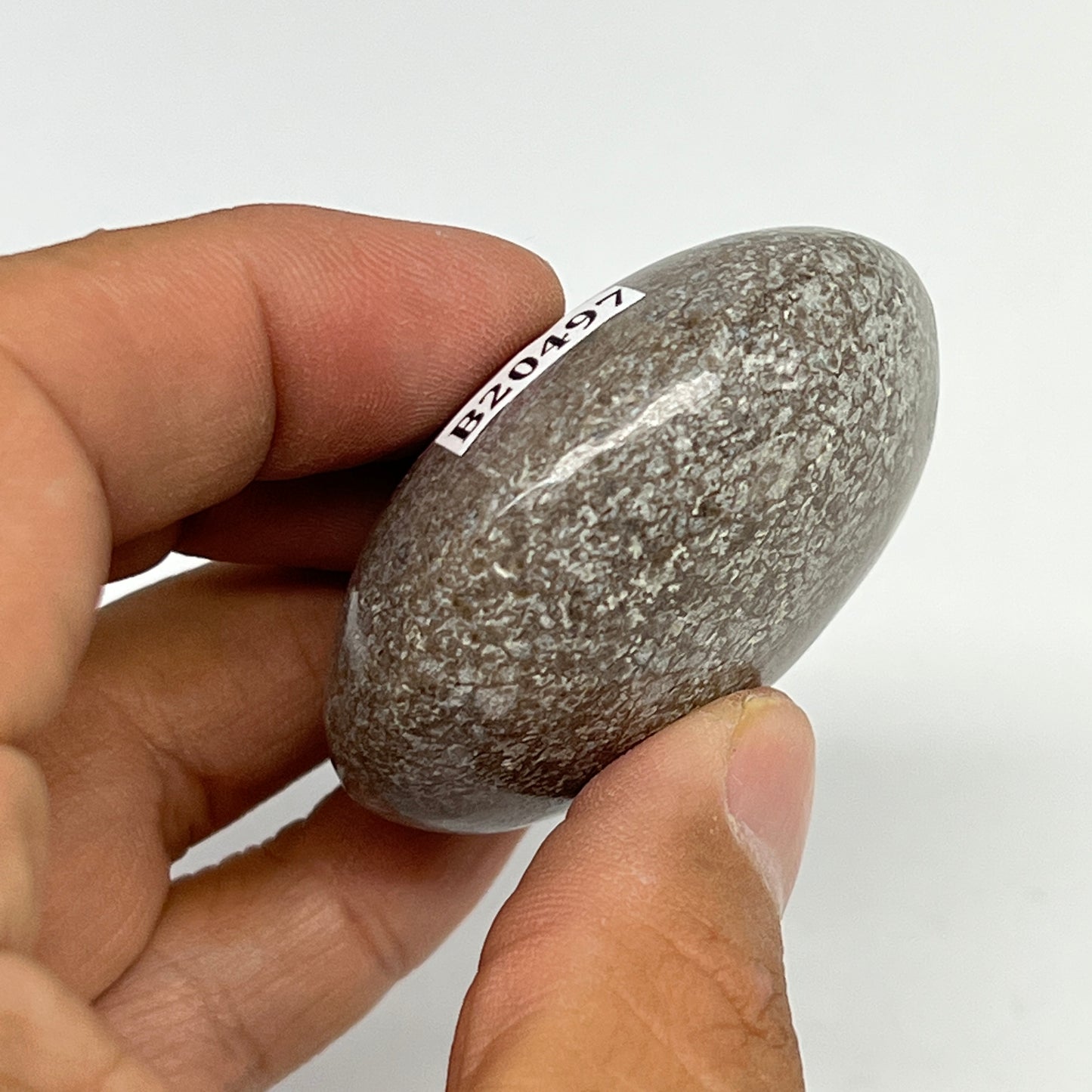 63.6g,1.9"x1.7"x1", Small Dinosaur Bones Palm-Stone from Morocco, B20497