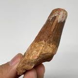 54.3g, 3"X1.2"x 1", Rare Natural Fossils Spinosaurus Tooth from Morocco, F3210