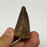 29.9g, 1.8"X1.3"x1" Fossil Mosasaur Tooth reptiles, Cretaceous @Morocco, B23753