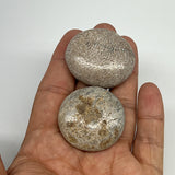 44g,1.4"-1.5",  2pcs, Small Dinosaur Bones Palm-Stone @Morocco, B20500