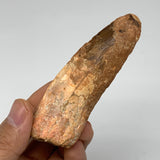 63g, 3.8"X1.2"x 0.8", Rare Natural Fossils Spinosaurus Tooth from Morocco, F3212