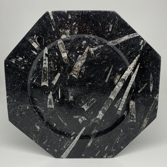 2pcs, 12" Large Octagon Shape Black Fossils Orthoceras Plates @Morocco, B8339