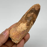 63g, 3.8"X1.2"x 0.8", Rare Natural Fossils Spinosaurus Tooth from Morocco, F3212