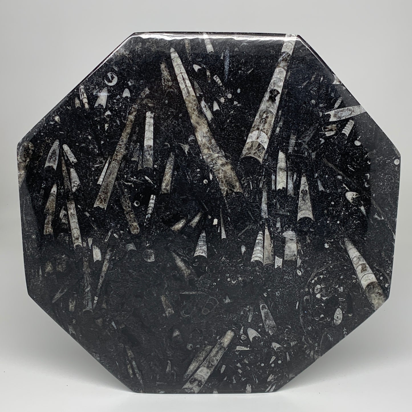 2pcs, 12" Large Octagon Shape Black Fossils Orthoceras Plates @Morocco, B8339