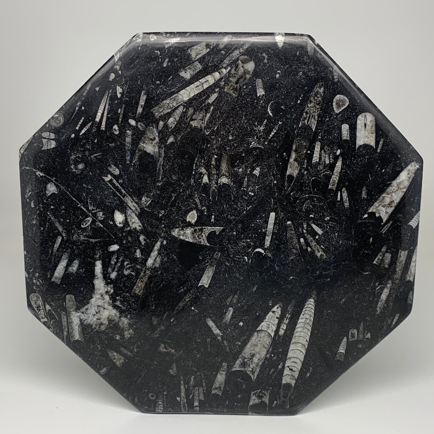 2pcs, 12" Large Octagon Shape Black Fossils Orthoceras Plates @Morocco, B8339