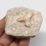 77.2g,2.2"X1.9"x1.1"Otodus Fossil Shark Tooth Mounted on Matrix @Morocco,MF1977