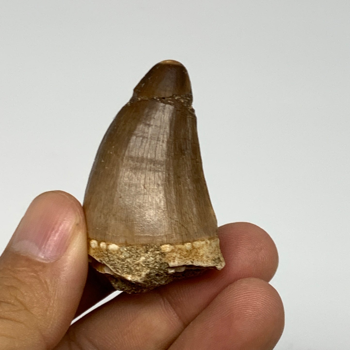 20.5g, 1.9"X1.1"x0.9" Fossil Mosasaur Tooth reptiles, Cretaceous @Morocco, B2375