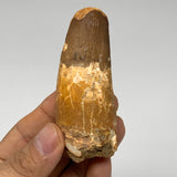 56g, 3.2"X1.2"x 0.9", Rare Natural Fossils Spinosaurus Tooth from Morocco, F3213