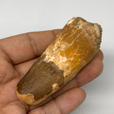56g, 3.2"X1.2"x 0.9", Rare Natural Fossils Spinosaurus Tooth from Morocco, F3213