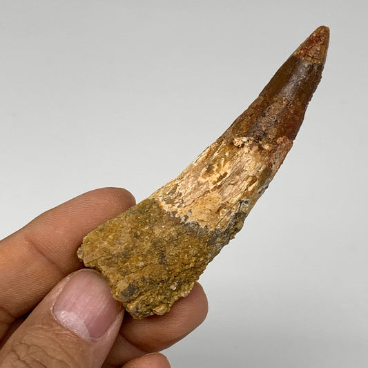 25.8g, 3"X0.9"x 0.7", Rare Natural Fossils Spinosaurus Tooth from Morocco, F3214