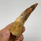 25.8g, 3"X0.9"x 0.7", Rare Natural Fossils Spinosaurus Tooth from Morocco, F3214