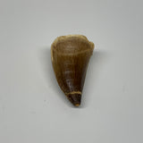 22.8g, 1.7X1"x0.9" Fossil Mosasaur Tooth reptiles, Cretaceous @Morocco, B23756