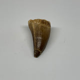 22.8g, 1.7X1"x0.9" Fossil Mosasaur Tooth reptiles, Cretaceous @Morocco, B23756