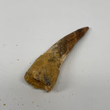 25.8g, 3"X0.9"x 0.7", Rare Natural Fossils Spinosaurus Tooth from Morocco, F3214