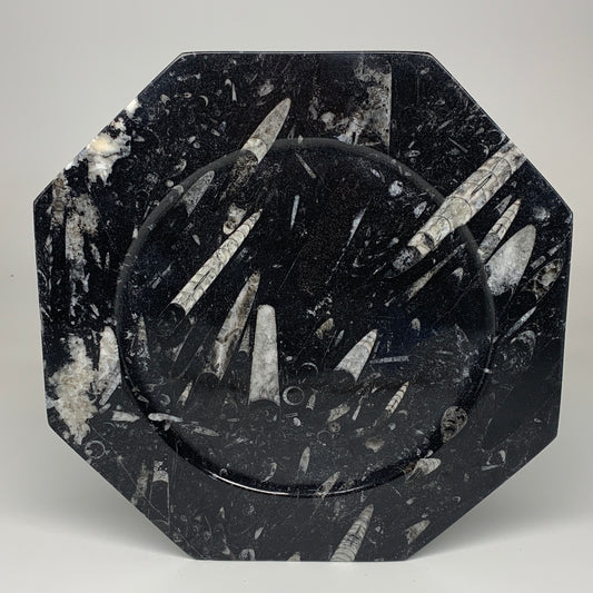 2pcs, 12" Large Octagon Shape Black Fossils Orthoceras Plates @Morocco, B8343