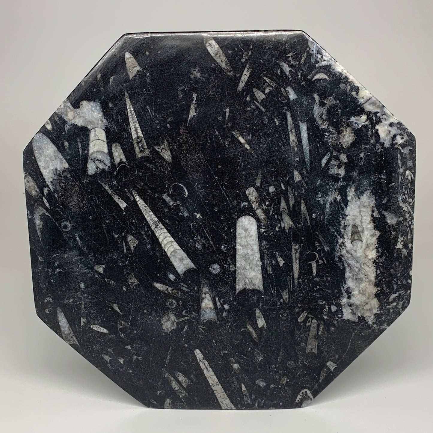 2pcs, 12" Large Octagon Shape Black Fossils Orthoceras Plates @Morocco, B8343