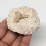 61.3g,2.2"X2"x1"Otodus Fossil Shark Tooth Mounted on Matrix @Morocco,MF1981